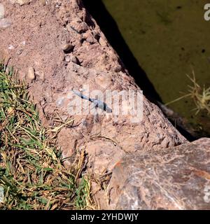 Libellule bleue reposant sur un rocher rose, île de Tilos, îles grecques du Dodécanèse, Grèce, Europe. Skimmer du Sud - Orthetrum brunneum Banque D'Images