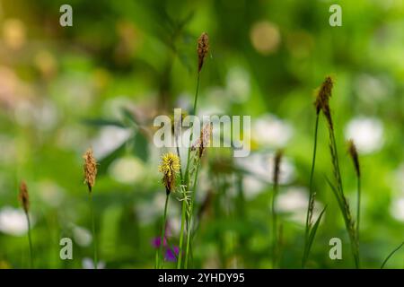 Perce la fleur de la chevelure dans la nature au printemps.Carex pilosa. Famille des Cyperaceae. Banque D'Images