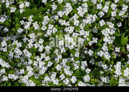 Une plante herbacée avec de belles fleurs speedwell rampantes dans un pré. Floraison de Veronica filiformis dans une pelouse parmi l'herbe dans le parc. Banque D'Images