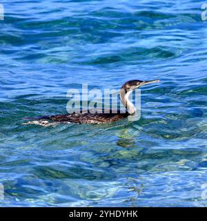 Jeune adolescent Grand Cormoran - Phalacrocorax carbo - natation Banque D'Images