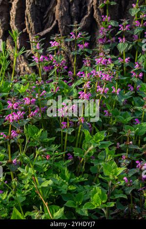 Fleurs roses d'ortie morte tachetée Lamium maculatum. Plantes médicinales dans le jardin. Banque D'Images