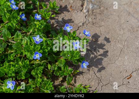 Veronica agrestis, communément appelé Green Field speedwell. Banque D'Images