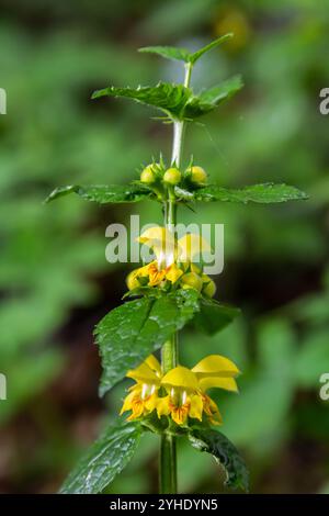 Plante archange jaune Lamium galeobdolon avec des fleurs et des feuilles vertes avec des rayures blanches, poussant dans une forêt - image Banque D'Images