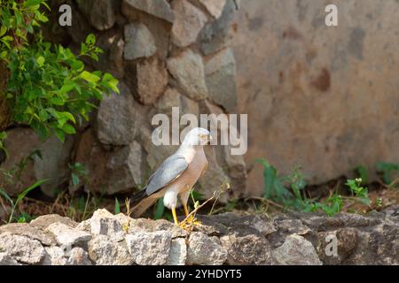 shikra, petit goshawk bagué, sparrowhawk oiseau de proie africain et asiatique debout sur un mur de pierre dans un jardin urbain tôt le matin au nigeria Banque D'Images