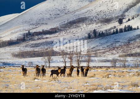 Un petit troupeau de wapitis se tient dans un champ ouvert sur Antelope Flats dans le parc national de Grand Teton, Wyoming comme un troupeau de bisons qui paissent derrière eux. Banque D'Images