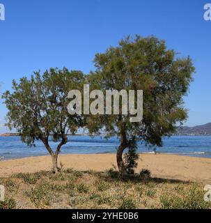 Petit groupe de tamarix ou de cèdres salés sur la plage, (tamaricaceae), île d'Agistri, Groupe des îles Saroniques, Grèce, Europe. Banque D'Images