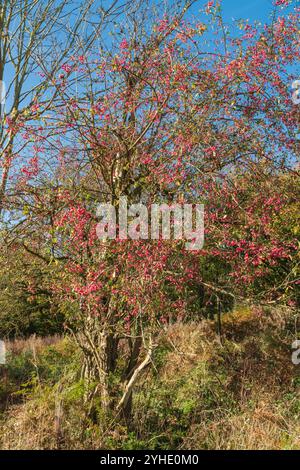 Arbre fuseau (Euonymous europaeus) portant des fruits automnaux. Herefordshire Angleterre Royaume-Uni. Octobre 2024 Banque D'Images