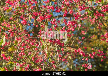 Branche de fuseau (Euonymous europaeus) portant des fruits automnaux. Herefordshire Angleterre Royaume-Uni. Octobre 2024 Banque D'Images