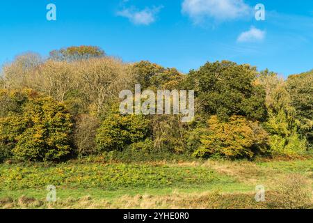 Couleurs d'automne sur un ciel bleu dans la campagne du Herefordshire. Angleterre Royaume-Uni. Octobre 2024 Banque D'Images