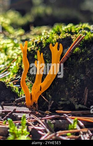 le champignon jaune gelée corne de pierre brillante dans la lumière du soleil Banque D'Images