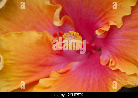 Fleurs d'hibiscus aux couleurs vives photographiées sur l'île d'Oahu à Hawaï Banque D'Images