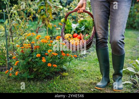 Jardinier récoltant des légumes frais de jardin biologique. Femme tenant un panier rempli de carottes, citrouilles, tomates et légumes à feuilles Banque D'Images