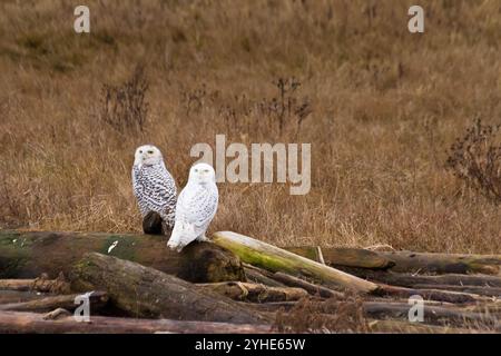 Une chouette des neiges mâle et femelle repose perchée sur des billes dans le parc régional de Boundary Bay, Colombie-Britannique, Canada. Banque D'Images