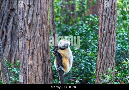 Un Verreaux's Sifaka (Diademed) s'accroche à un arbre dans une forêt luxuriante. Le sifaka a une fourrure blanche et jaune avec des mains et des pieds foncés. Réserve Andasibe, Madag Banque D'Images