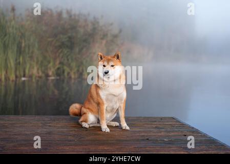 Un chien rouge Shiba Inu est assis sur la jetée en bois sur le lac le matin brumeux d'octobre Banque D'Images