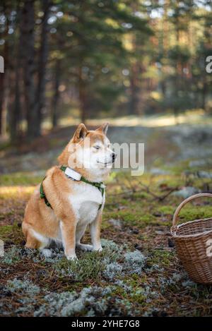 Chien Shiba Inu équipé d'un harnais et GPS tracker est assis sur la mousse à côté du panier en osier dans la forêt Banque D'Images