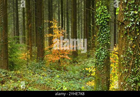 Petit sapin doré dans une forêt de pins. Forêt de Westwood Newport pays de Galles du Sud. Paysage. Banque D'Images