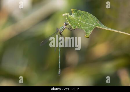 Willow Emerald Damselfly ou Willow Western Willow Spreadwing mâle - Chalcolestes viridis Banque D'Images