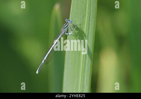 Damselfly à pattes blanches ou Blue Featherleg mâle - Platycnemis pennipes Banque D'Images