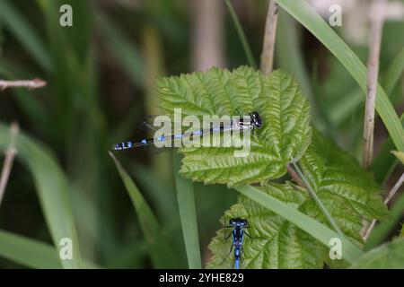 Variable Damselfly ou variable Bluet femelle - Coenagrion pulchellum Banque D'Images