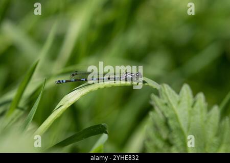 Variable Damselfly ou variable Bluet femelle - Coenagrion pulchellum Banque D'Images