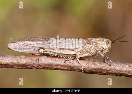 Criquet égyptien, nom scientifique (Anacridium aegyptium). Criquet sur une branche d'arbre horizontale. Banque D'Images