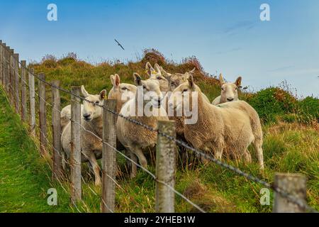 Un troupeau de moutons sur les falaises de Duncansby Head. Highlands, Écosse, Europe Banque D'Images