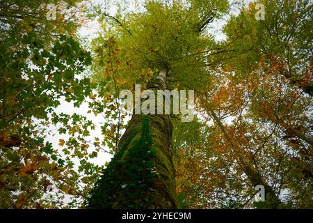 Les arbres forestiers à partir de ci-dessous Banque D'Images