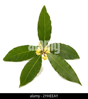 Laurel branch with flowers isolated on white Banque D'Images