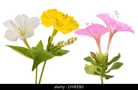 Fleurs de beauté de la nuit isolées sur fond blanc Banque D'Images