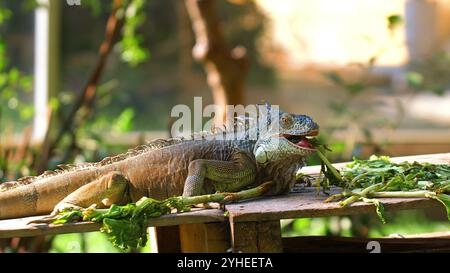 Iguane vert vif se prélasser au soleil sur une planche de bois, grignoter Banque D'Images