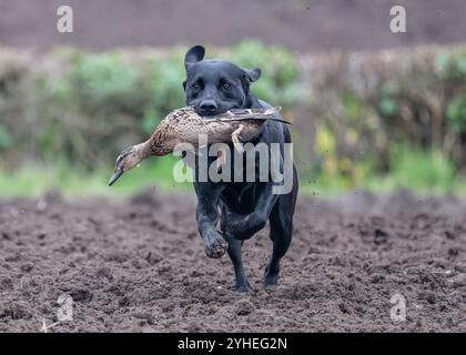 Labrador noir travaillant sur un tir de match Banque D'Images