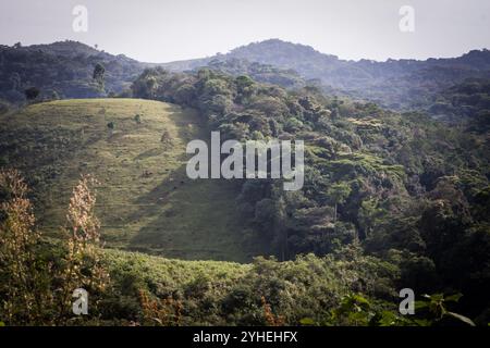 Le parc national impénétrable de Bwindi, district de Kanungu, Ouganda, protège la biodiversité des forêts denses de plaine et de montagne contre la destruction de l'habitat. Banque D'Images