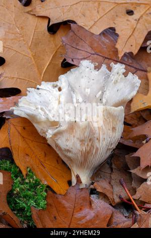 Agarique nuageux / nuageux clitocybe / entonnoir nuageux (Clitocybe nebularis / Lepista nebularis), champignon branché en décomposition dans la forêt à feuilles larges en automne Banque D'Images