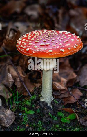 Musroom agarique de mouche rouge dans la forêt Banque D'Images