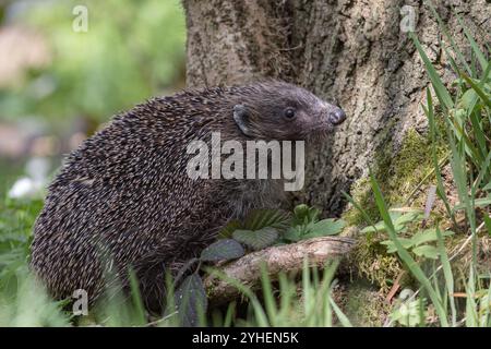 Un ami de jardin piquant. Un hérisson ( Erinaceus europaeus) rampant autour d'un arbre dans un cadre boisé .. Suffolk, Royaume-Uni Banque D'Images