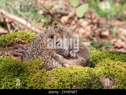 Un hérisson indigène (Erinaceous europaeus) enroulé dans une souche d'arbre moussue dans un environnement boisé. Suffolk . ROYAUME-UNI Banque D'Images