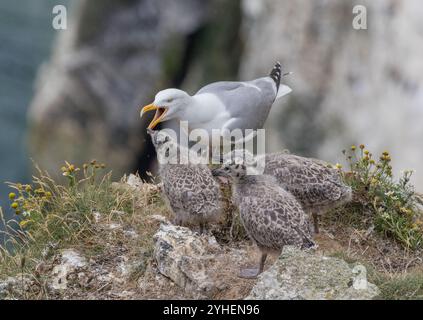 Un Goéland argenté ( Larus argentatus) nourrissant ses poussins bien cultivés au sommet des falaises . Yorkshire, Royaume-Uni Banque D'Images