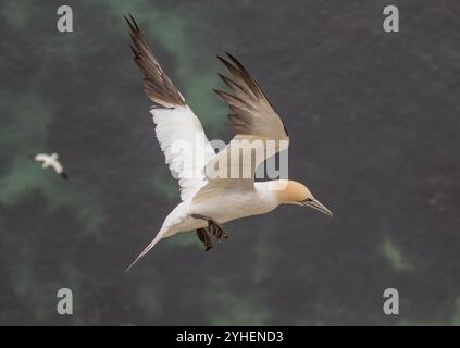 Un angle unique, un Gannet du Nord (Morus bassanus) pris d'en haut alors qu'il survole le fond de la mer du Nord loin en dessous. Yorkshire, Royaume-Uni Banque D'Images