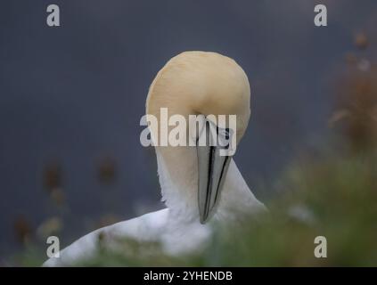 Un portrait intime et détaillé d'un Gannet se préparant sur fond de mer. Montre le bec bleu/noir , l'œil beady et la tête jaune Banque D'Images