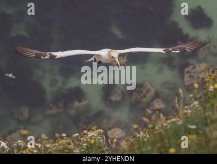 Un angle unique, un Gannet pris d'en haut alors qu'il vole vers le haut de la falaise transportant le matériel de nid dans son long bec. La mer loin en dessous. Yorkshire, Royaume-Uni Banque D'Images