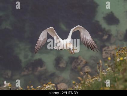 Un angle unique, un Gannet pris d'en haut alors qu'il vole vers le haut de la falaise transportant le matériel de nid dans son long bec. La mer loin en dessous. Yorkshire, Royaume-Uni Banque D'Images