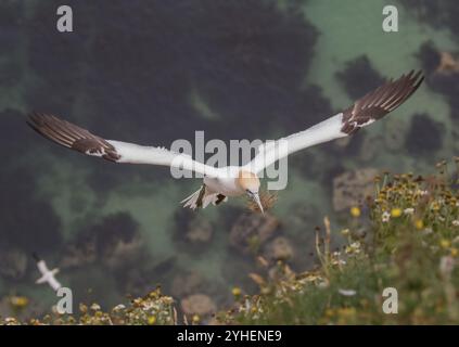 Un angle unique, un Gannet pris d'en haut alors qu'il vole vers le haut de la falaise transportant le matériel de nid dans son long bec. La mer loin en dessous. Yorkshire, Royaume-Uni Banque D'Images