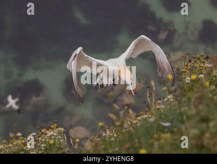 Un angle unique, un Gannet pris d'en haut alors qu'il vole vers le haut de la falaise transportant le matériel de nid dans son long bec. La mer loin en dessous. Yorkshire, Royaume-Uni Banque D'Images