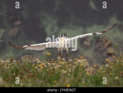 Un angle unique, un Gannet pris d'en haut alors qu'il vole vers le haut de la falaise transportant le matériel de nid dans son long bec. La mer loin en dessous. Yorkshire, Royaume-Uni Banque D'Images