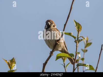 Un Moineau mâle (passer montanus) . Un oiseau de campagne timide, en déclin et sur la liste Rouge. Suffolk, Royaume-Uni Banque D'Images