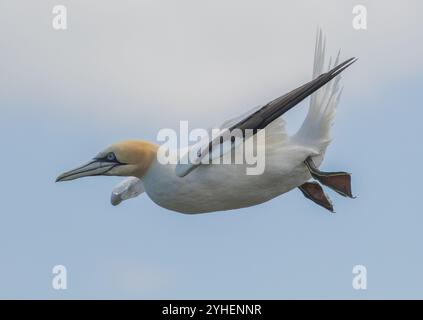 Gros plan d'un Gannet du Nord en vol contre un ciel bleu. Montre le détail de son long bec, œil bleu , tête jaune et pieds palmés . Yorkshire, Royaume-Uni Banque D'Images