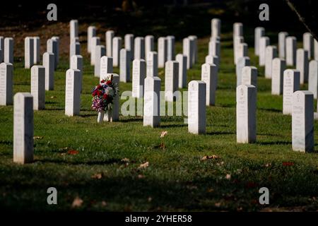 Arlington, États-Unis . 11 novembre 2024. Les fleurs reposent contre une pierre tombale le lundi 11 novembre 2024, jour des anciens combattants au cimetière national d'Arlington, en Virginie. Photo de Bonnie Cash/Pool/Sipa USA crédit : Sipa USA/Alamy Live News Banque D'Images