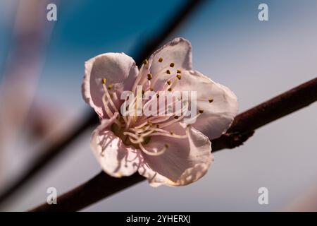 Plongez dans les détails complexes d'une fleur de cerisier sur un fond doux, cyan-teinte et flou, capturant l'essence de la beauté délicate et Banque D'Images