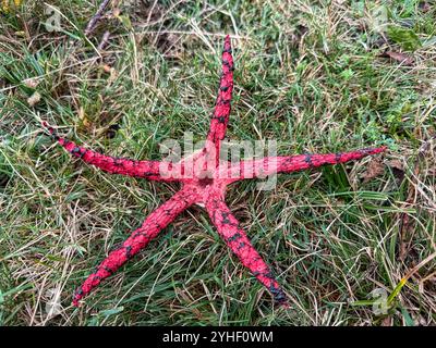 Champignon des doigts du diable (Clathrus archeri) poussant sur les landes du parc national de New Forest Banque D'Images